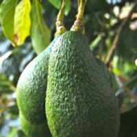 Avocados