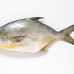 Florida Pompano