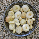 Roasted Cipolline Onions and Garlic