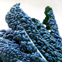 Tuscan Kale
