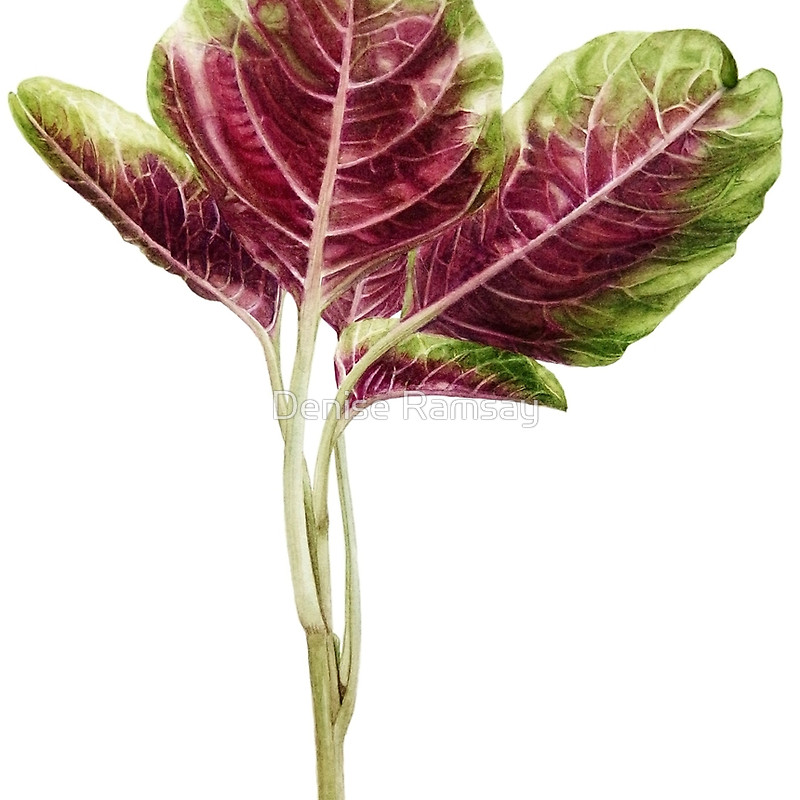 red spinach