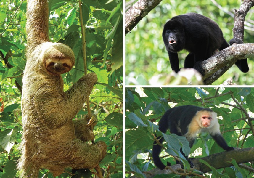 costa rica animals