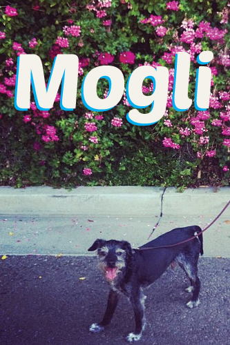 Mogli the Dog