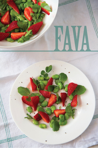 Fava Strawberry