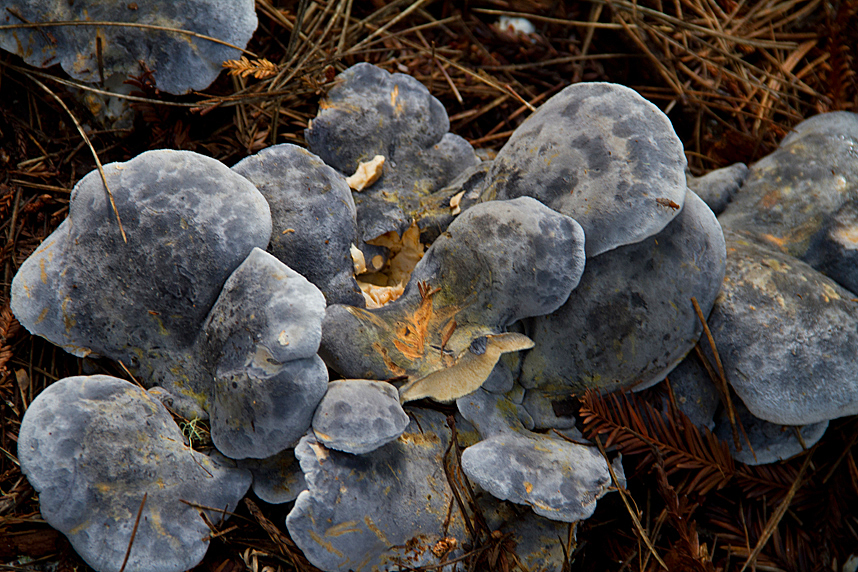 Mendocino Mushrooms