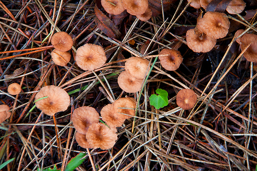 Mendocino Mushrooms