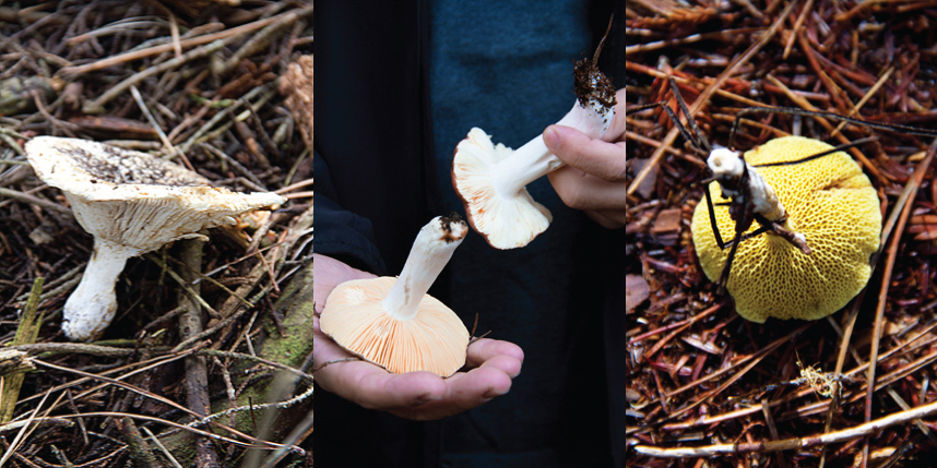 Mendocino Mushrooms