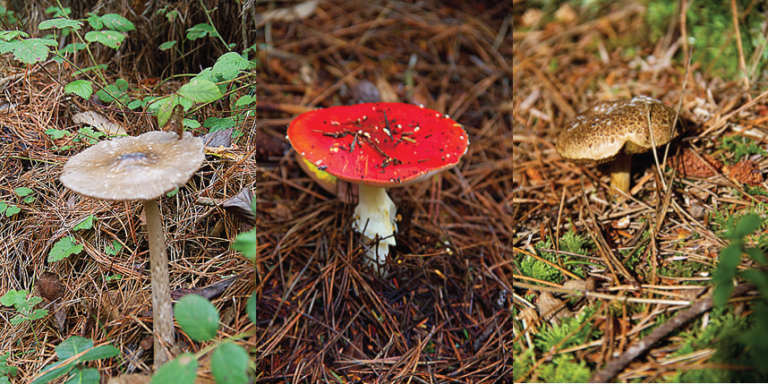 Mendocino Mushrooms