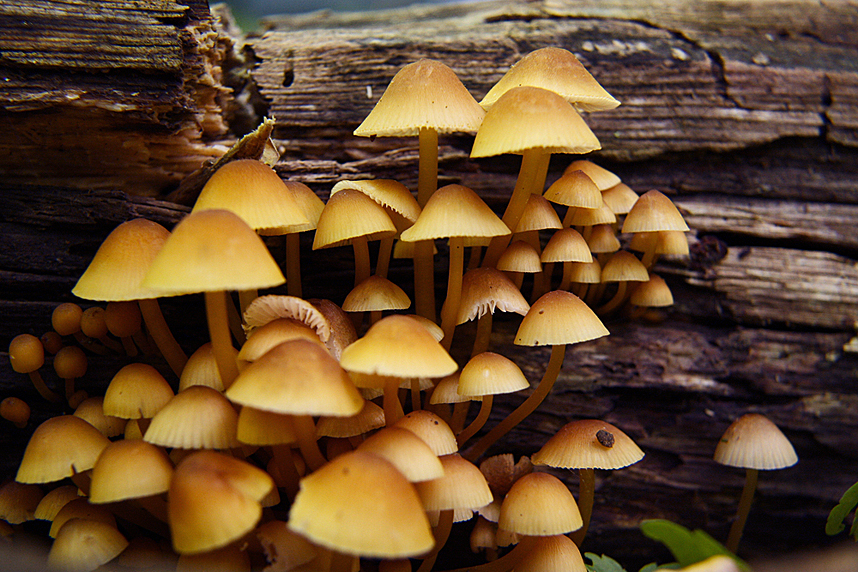 Mendocino Mushrooms