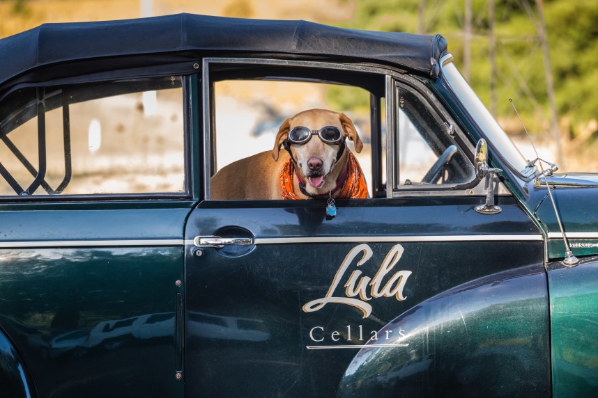 Lula Cellars_Honey the Winery Dog in Lula Car #2
