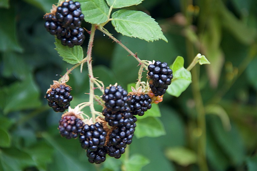 Himalayan Blackberry