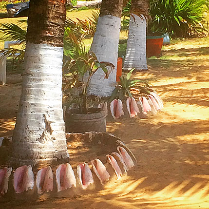 Big Corn Island Conch Shells