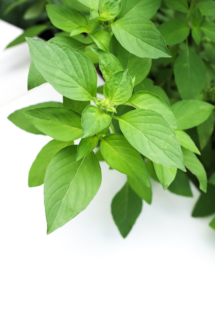 Basil Leaves