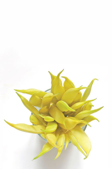 Italian Yellow Wax Beans