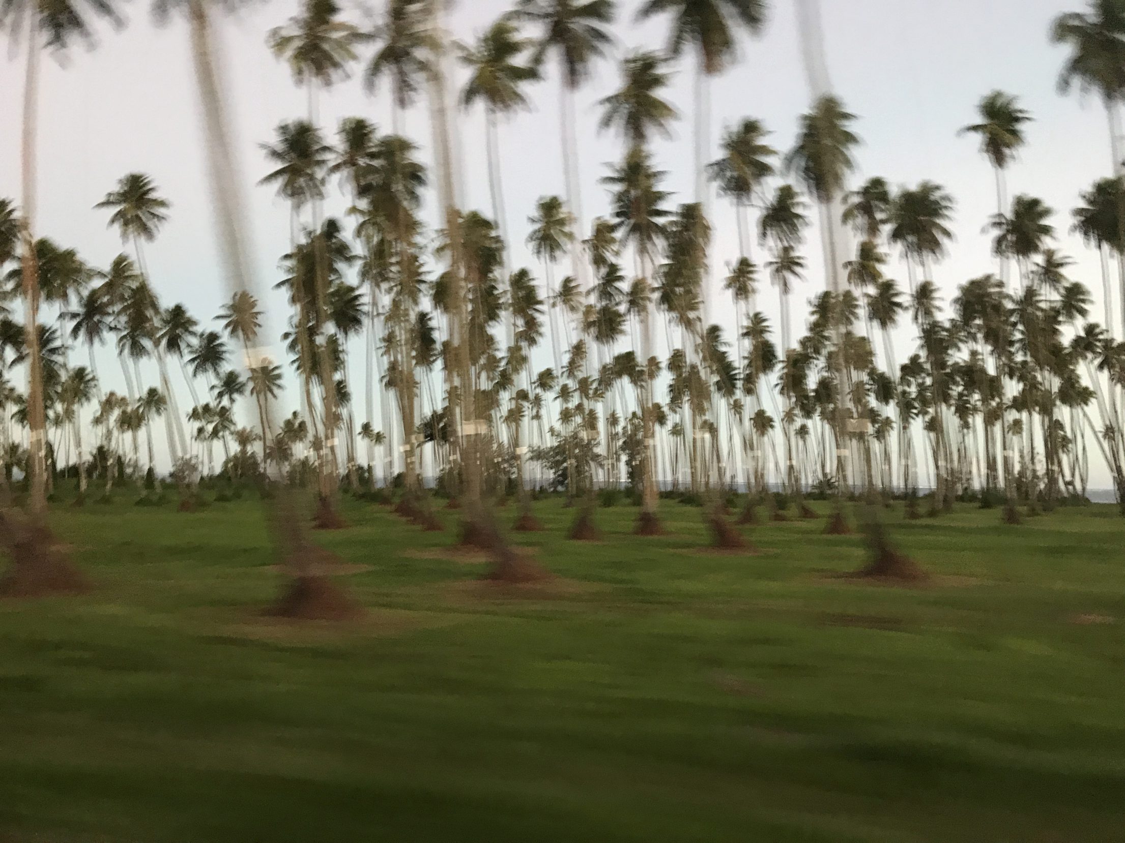 Palm trees Tahiti