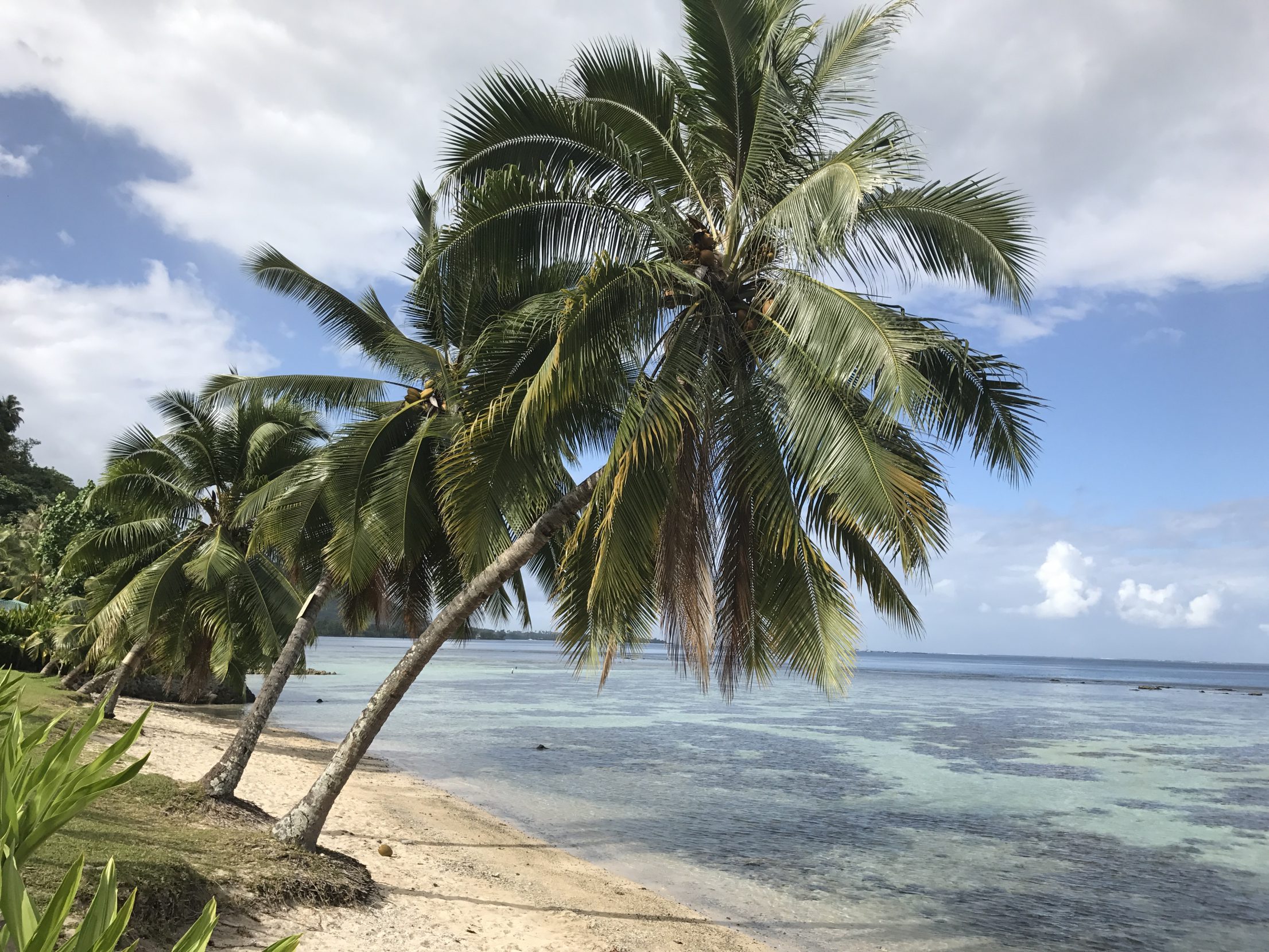 All trees Tahiti 