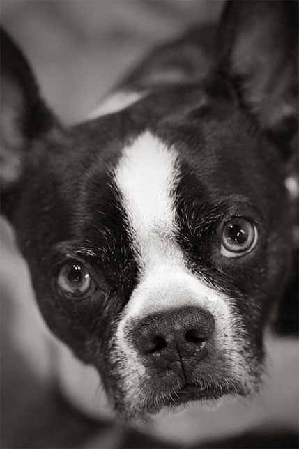 Boston Terrier Zazie