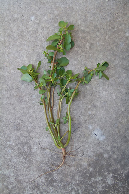 purslane