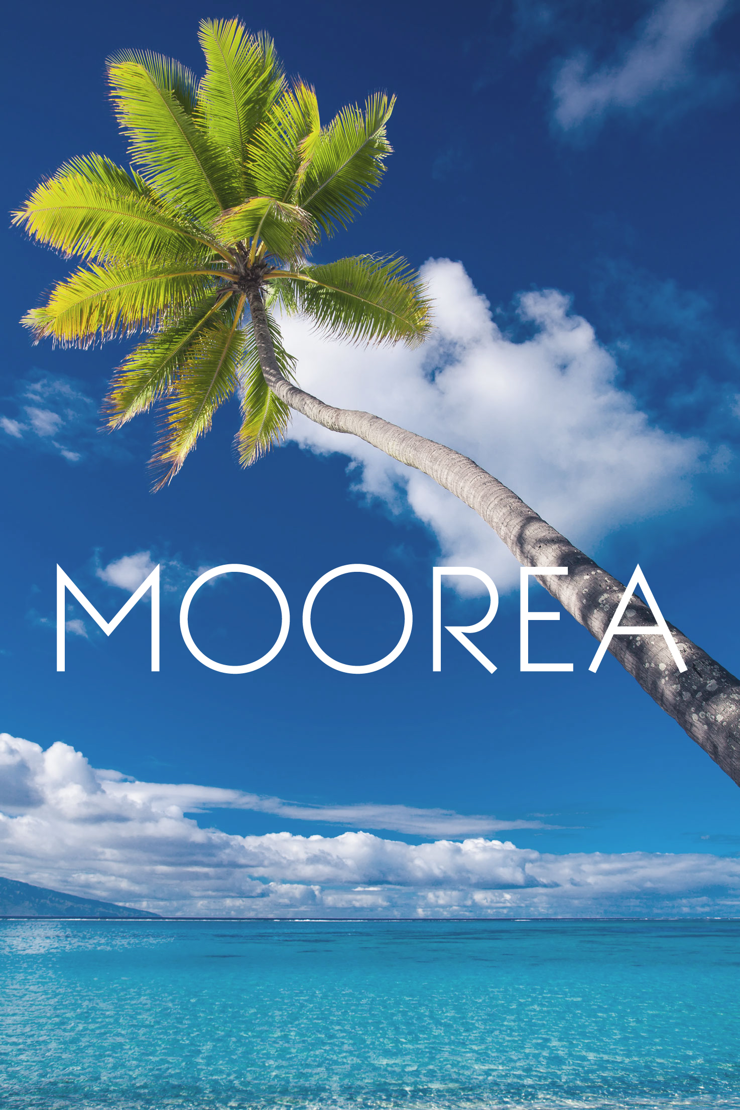 Palm Tree Moorea