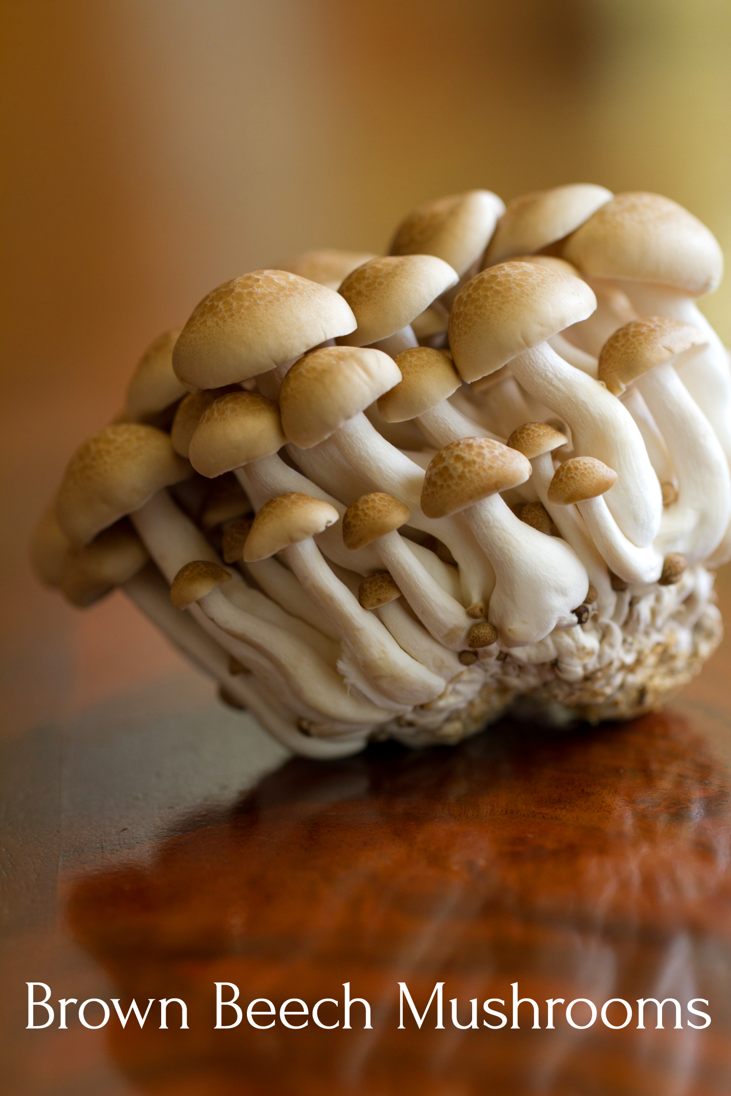 East Asian Brown Beech Mushrooms (also known also as Buna-shimeji, Hypsizigus tessellatus, or Brown Clamshell)