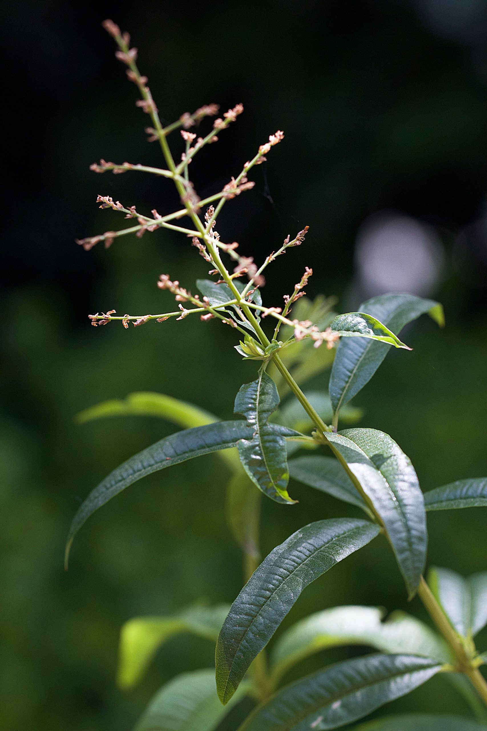 Home-Grown Lemon Verbena Vesper