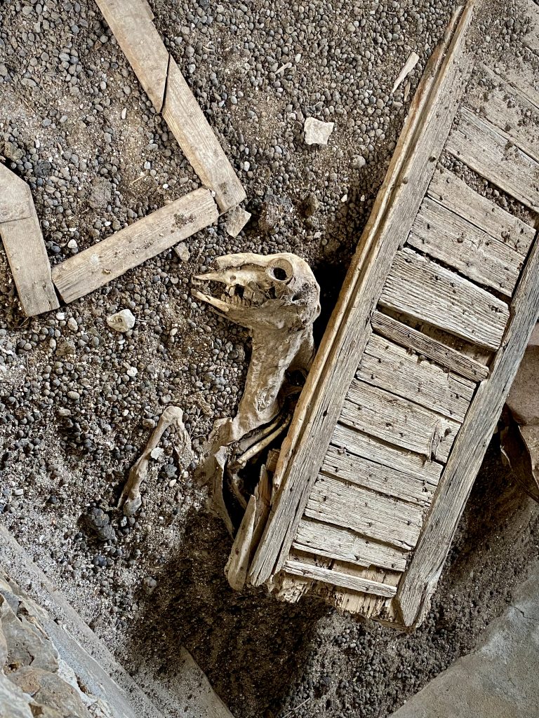 Goat skeleton on Sinos Island