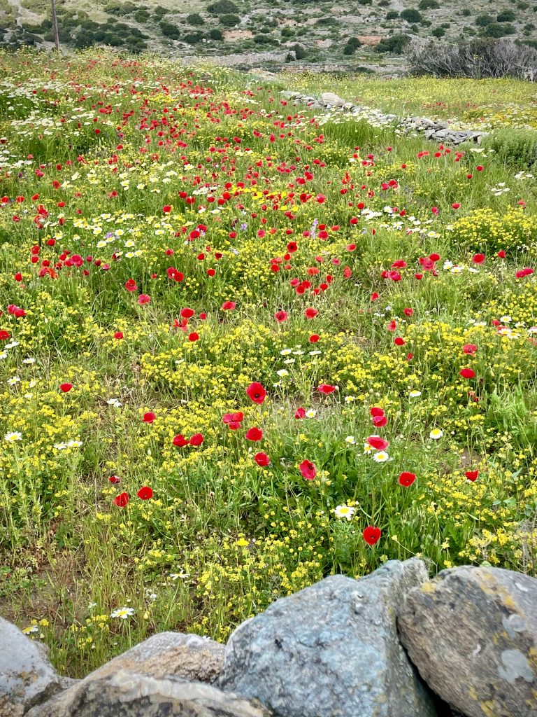 Wild flowers on Sifnos island