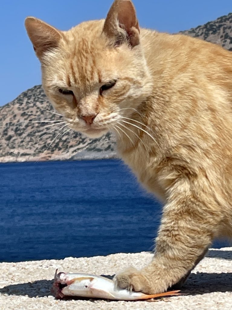 Cat with fish here on Sífnos