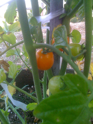 Jenny Tomato ripenson the vine