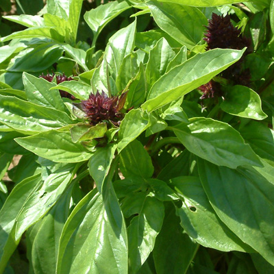 thai basil