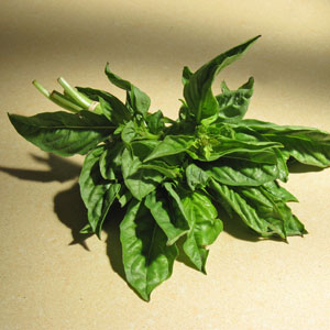 basil