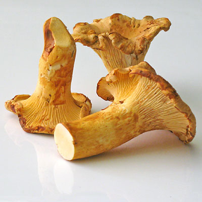 chanterelle mushrooms