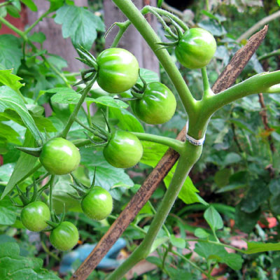 green cherry tomatoes on vine