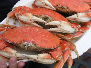 steamed dungeness crabs are a sustainable choice