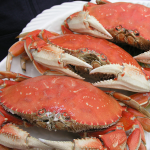 steamed dungeness crabs are a sustainable choice