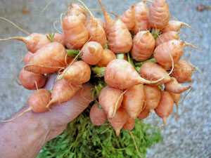 carrots