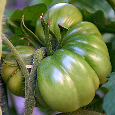 perfect green tomato on the vine