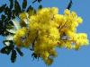 mimosa blossoms