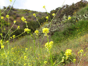 wild mustard blooms in spring