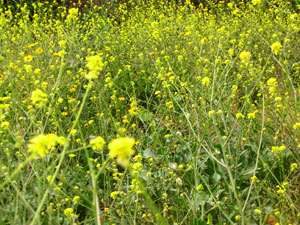 a field of mustard blooming