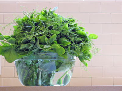 curly pea tendrils on kitchen counter