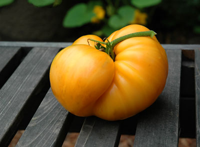a perfect golden heirloom tomato