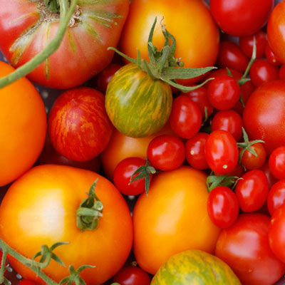 heirloom tomatoes the jewels of summer