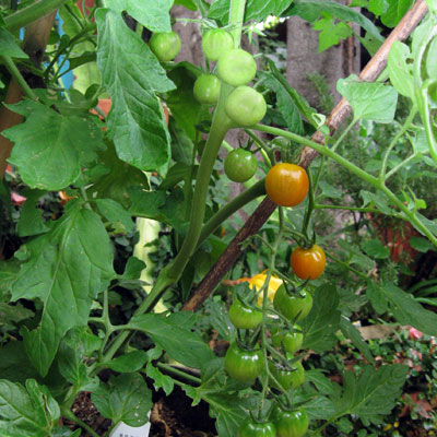 jenny tomatoes ripening on vine