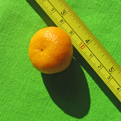 tiny kishu mandarine