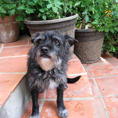 Mogli guards the tomatoes