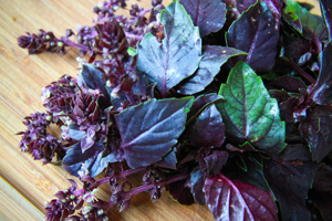 purple opal basil