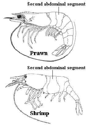 shrimp or prawns illustration