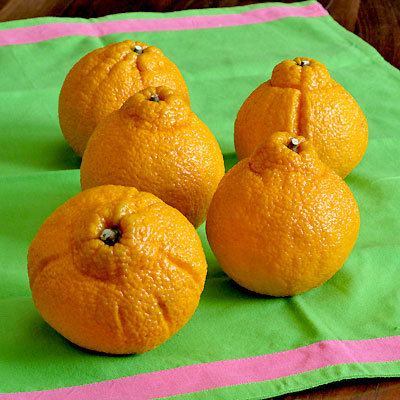 The Mighty Sumo: A Citrus Star on a Mysterious Mandarin Adventure