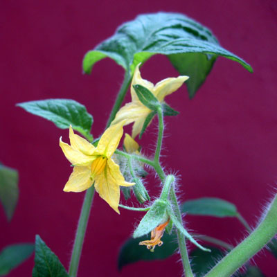 tomato flowers